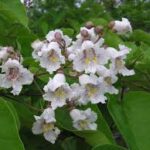 Understanding Catalpa Growth: When and Why It Finally Starts to Bloom