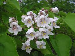 Understanding Catalpa Growth: When and Why It Finally Starts to Bloom
